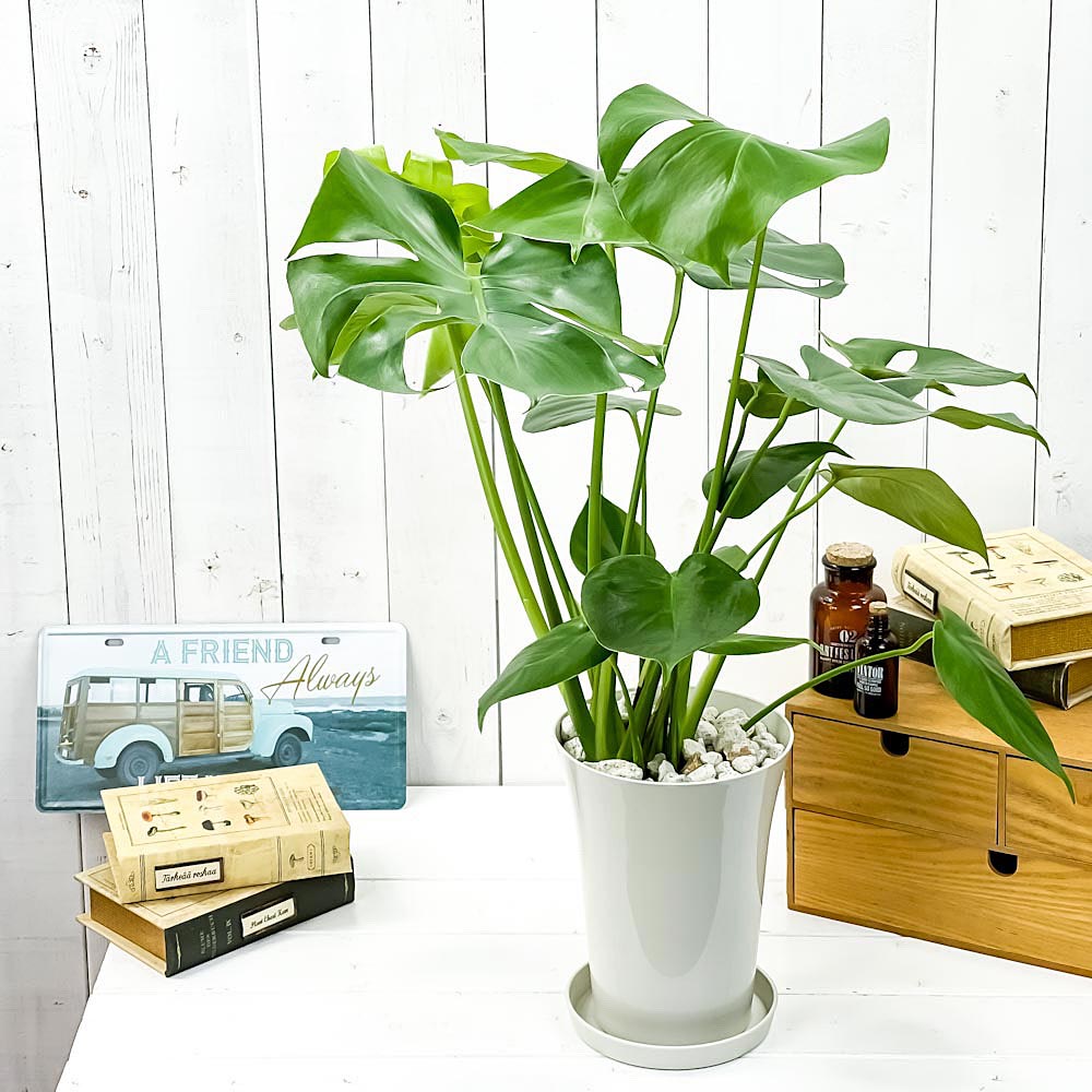 PLANCHU 観葉植物 モンステラ 6号鉢 受け皿付き 育て方説明書付き Monstera アロイド