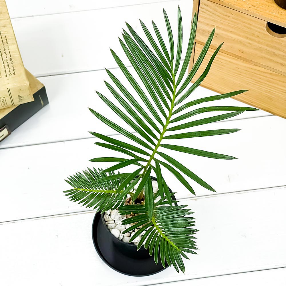 PLANCHU 観葉植物 ソテツ 2.5号鉢 受け皿付き 育て方説明書付き Cycas revoluta 蘇鉄 生きた化石