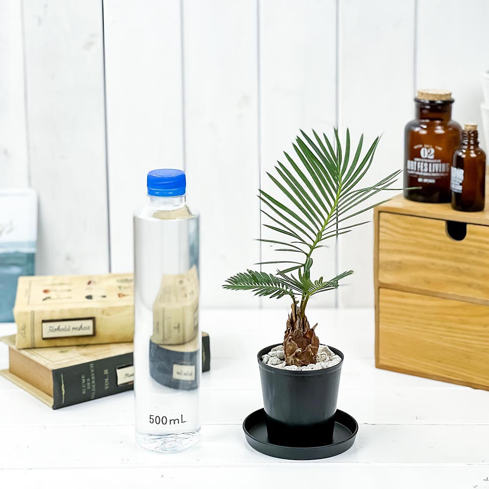 PLANCHU 観葉植物 ソテツ 2.5号鉢 受け皿付き 育て方説明書付き Cycas revoluta 蘇鉄 生きた化石