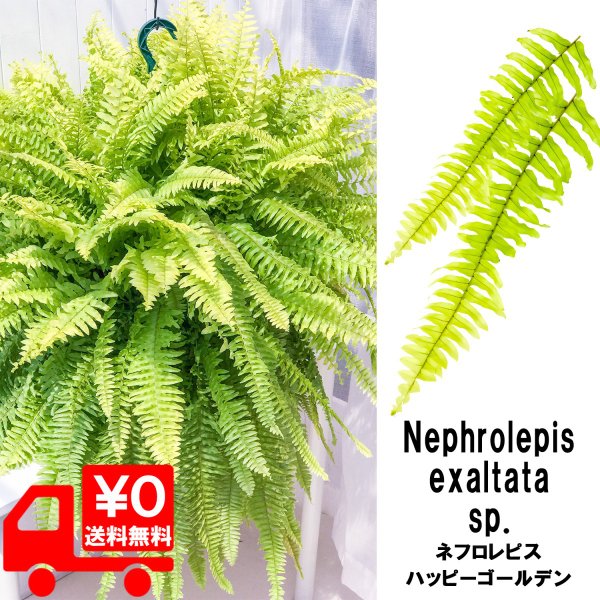 PLANCHU 観葉植物 ネフロレピス ハッピーゴールデン 8号吊り鉢 育て方説明書付き Nephrolepis exaltata sp. シダ ボストンファーン ボストンファン