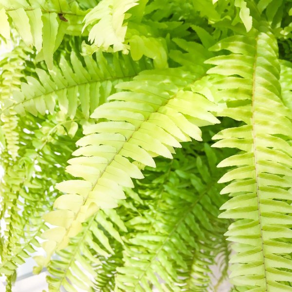 PLANCHU 観葉植物 ネフロレピス ハッピーゴールデン 8号吊り鉢 育て方説明書付き Nephrolepis exaltata sp. シダ ボストンファーン ボストンファン