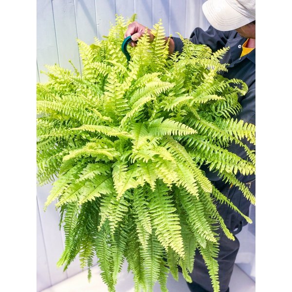 PLANCHU 観葉植物 ネフロレピス ハッピーゴールデン 8号吊り鉢 育て方説明書付き Nephrolepis exaltata sp. シダ ボストンファーン ボストンファン