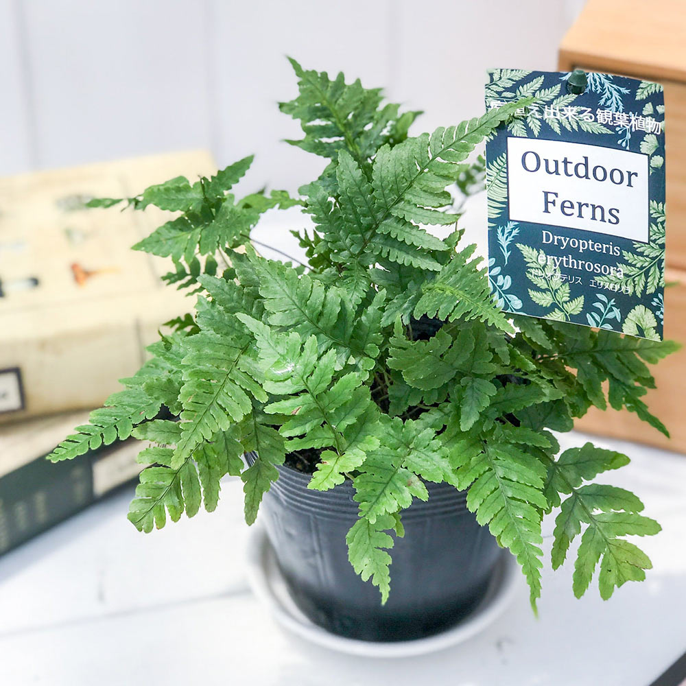 PLANCHU 観葉植物 ドリオプテリス エリスロソラ 3.5号ポット Dryopteris erythrosora ベニシダ シダ