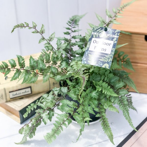 PLANCHU 観葉植物 アシリウム メタリカム 3.5号ポット Athyrium niponicum ‘Metallicum’ ニシキシダ シダ