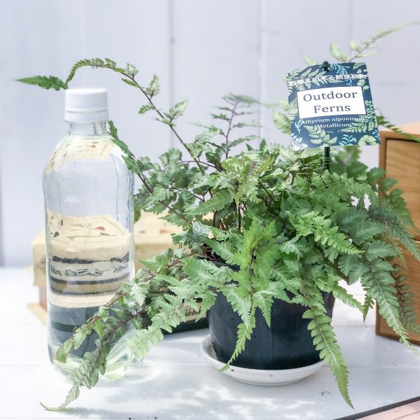 PLANCHU 観葉植物 アシリウム メタリカム 3.5号ポット Athyrium niponicum ‘Metallicum’ ニシキシダ シダ
