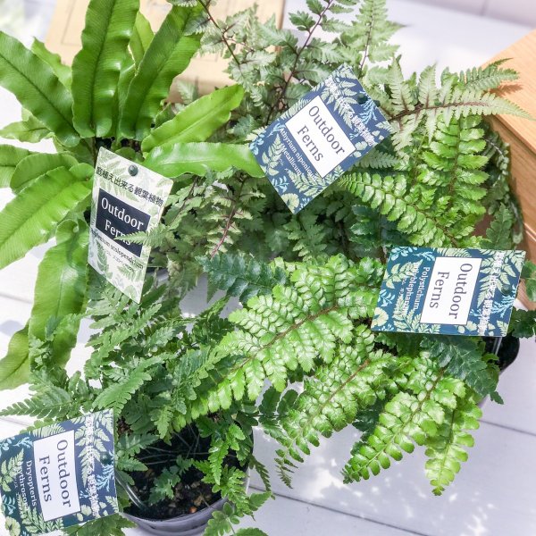 PLANCHU 観葉植物 ガーデンファーン お買い得4種セット シダ