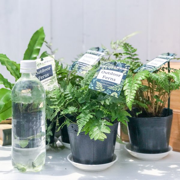 PLANCHU 観葉植物 ガーデンファーン お買い得4種セット シダ