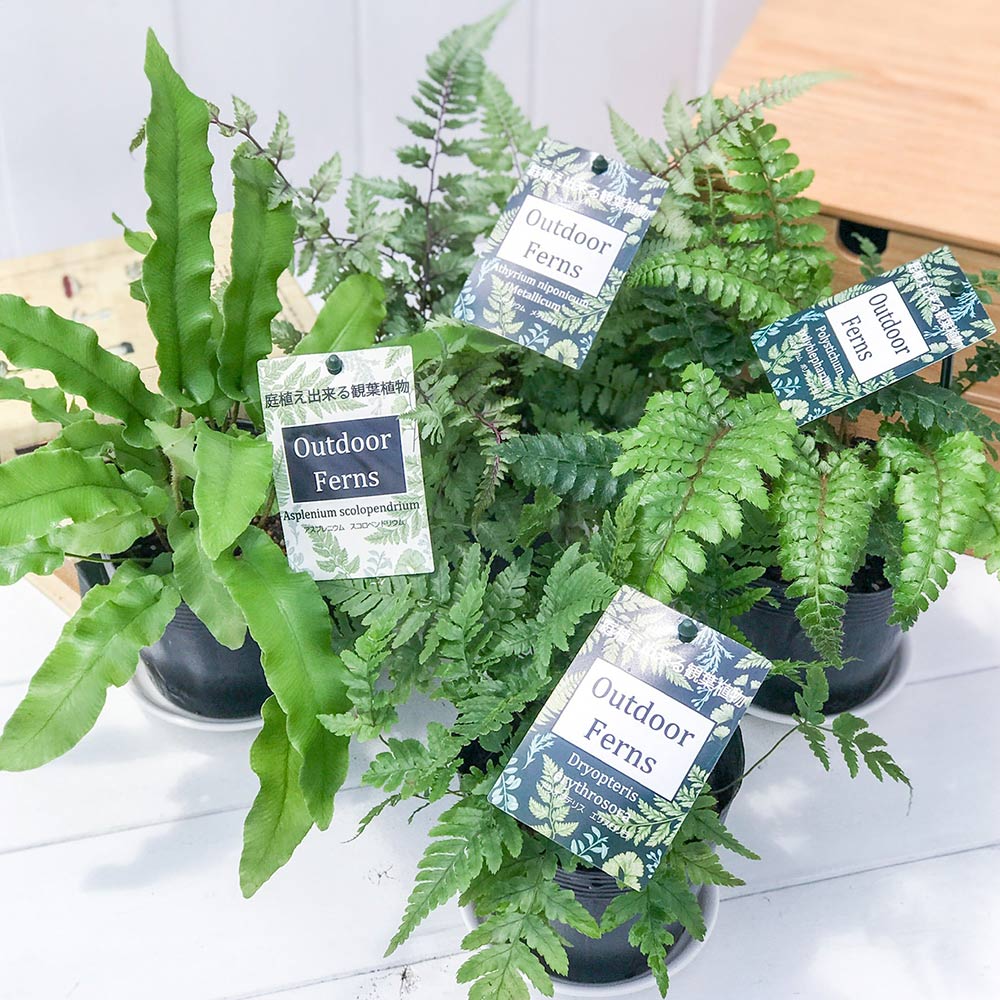PLANCHU 観葉植物 ガーデンファーン お買い得4種セット シダ