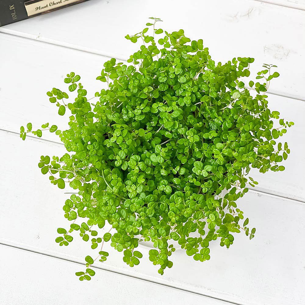 PLANCHU 観葉植物 ソレイロリア ベビーティアーズ グリーン 3.5号鉢 受け皿付き 育て方説明書付き Soleirolia soleirolii