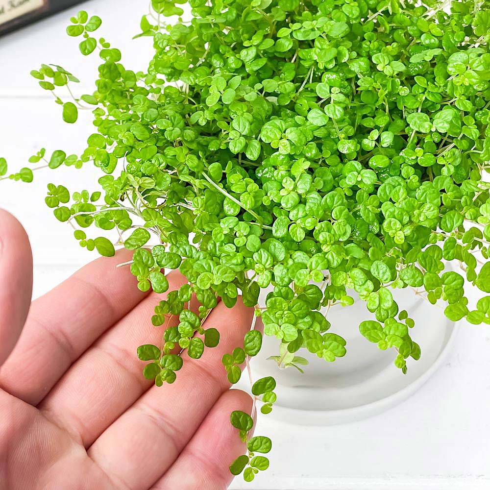 PLANCHU 観葉植物 ソレイロリア ベビーティアーズ グリーン 3.5号鉢 受け皿付き 育て方説明書付き Soleirolia soleirolii