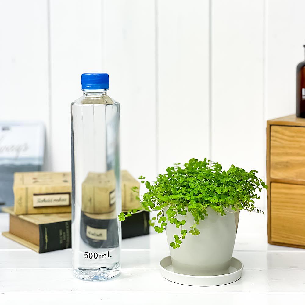 PLANCHU 観葉植物 ソレイロリア ベビーティアーズ グリーン 3.5号鉢 受け皿付き 育て方説明書付き Soleirolia soleirolii