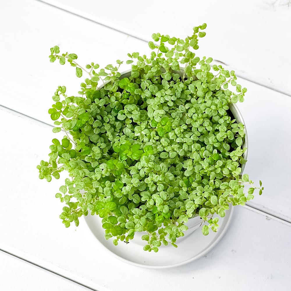 PLANCHU 観葉植物 ソレイロリア ベビーティアーズ シルバー 3.5号鉢 受け皿付き 育て方説明書付き Soleirolia soleirolii