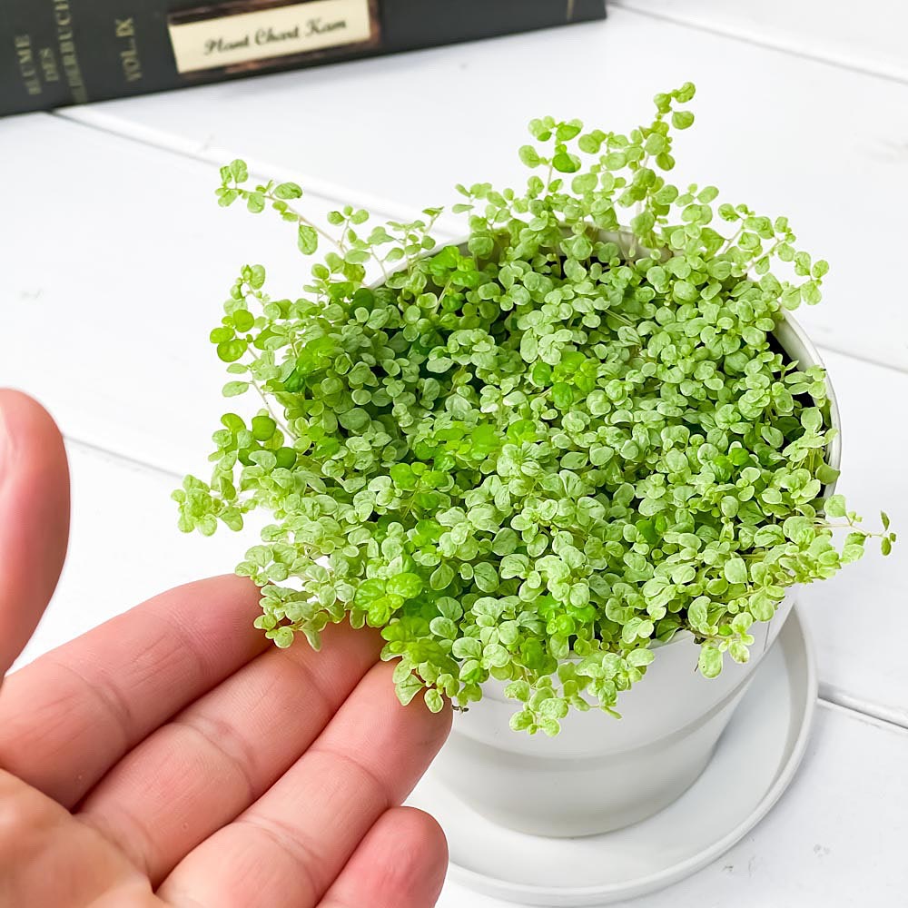 PLANCHU 観葉植物 ソレイロリア ベビーティアーズ シルバー 3.5号鉢 受け皿付き 育て方説明書付き Soleirolia soleirolii