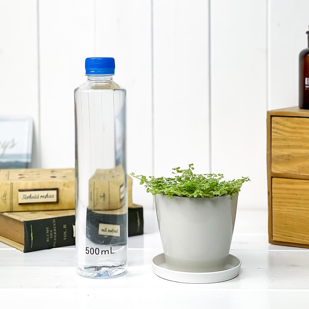 PLANCHU 観葉植物 ソレイロリア ベビーティアーズ シルバー 3.5号鉢 受け皿付き 育て方説明書付き Soleirolia soleirolii