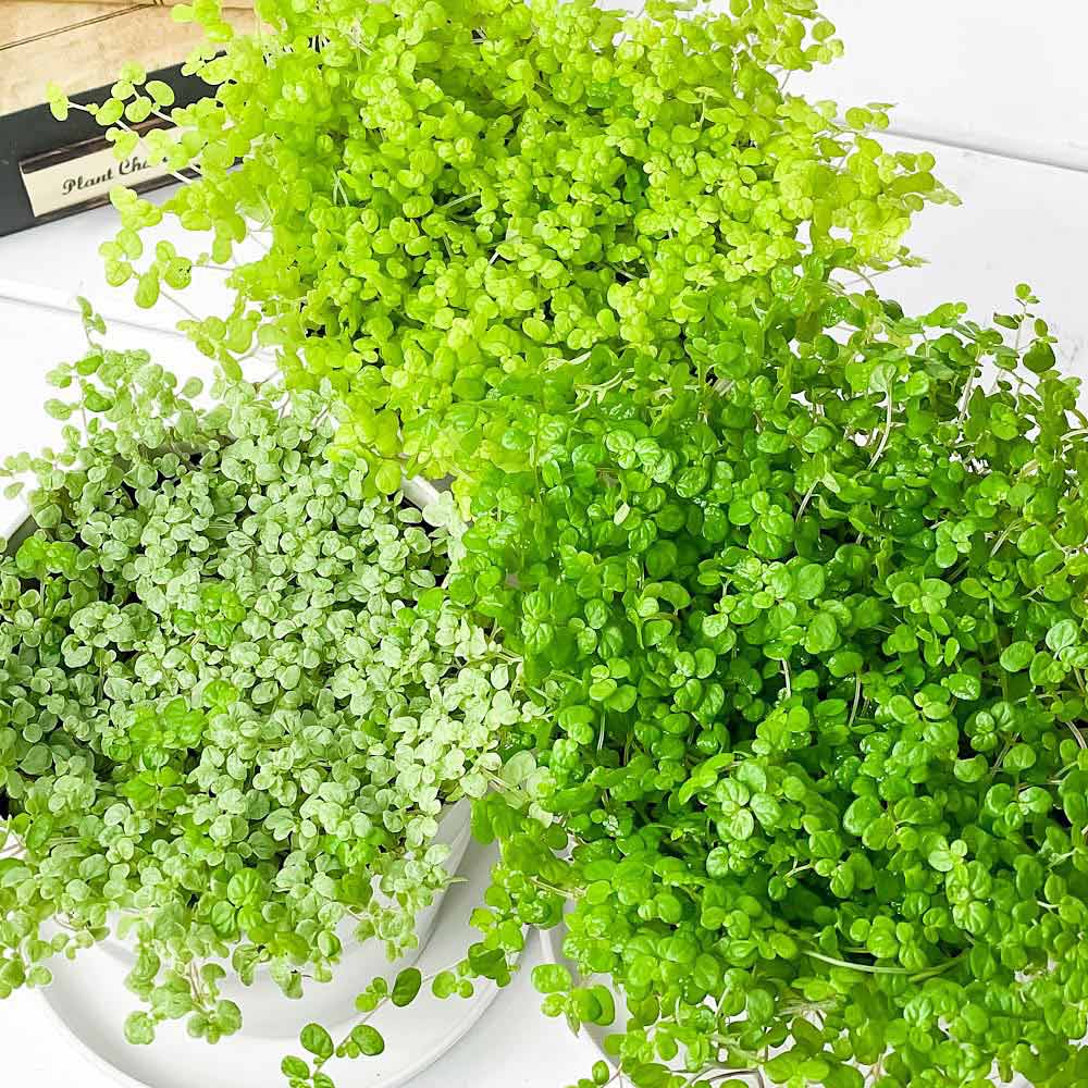 PLANCHU 観葉植物 ソレイロリア ベビーティアーズ 3.5号鉢 3色セット 受け皿付き 育て方説明書付き Soleirolia soleirolii