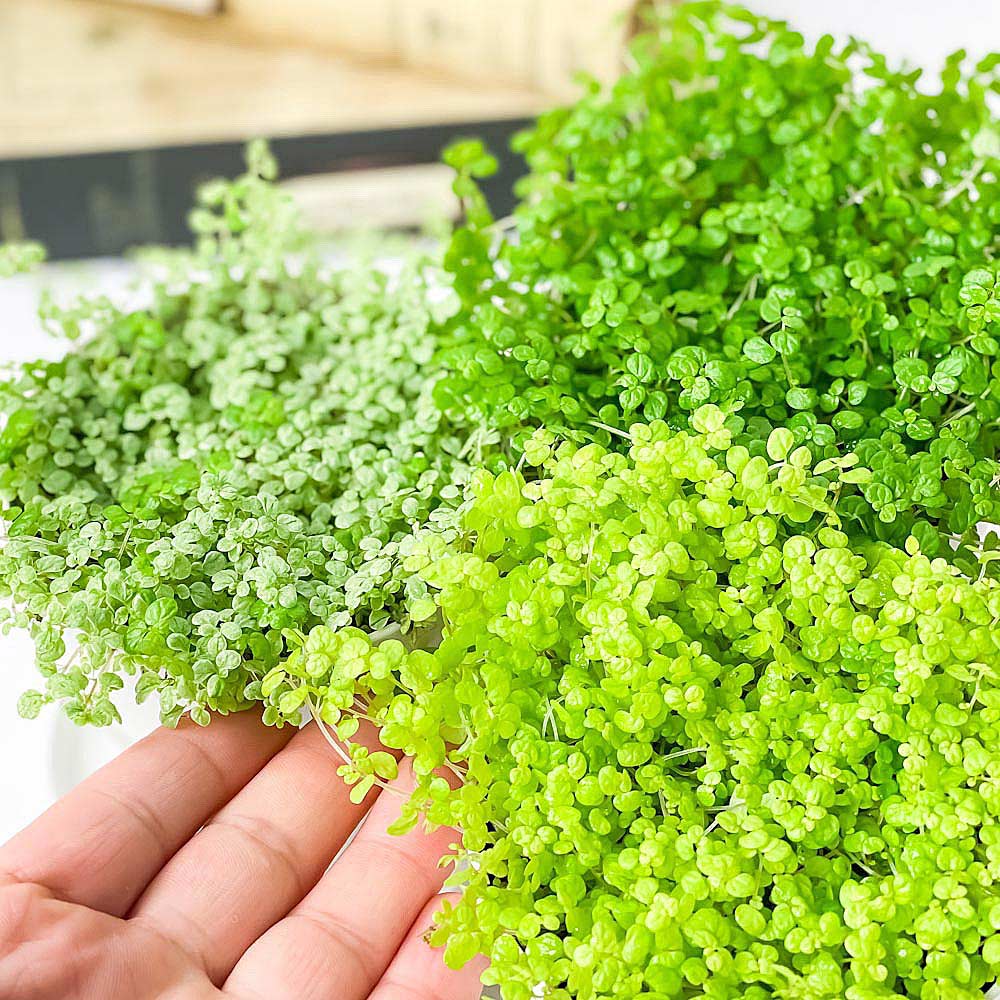PLANCHU 観葉植物 ソレイロリア ベビーティアーズ 3.5号鉢 3色セット 受け皿付き 育て方説明書付き Soleirolia soleirolii