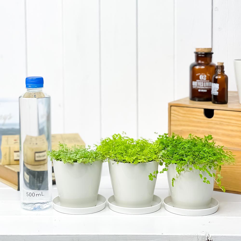 PLANCHU 観葉植物 ソレイロリア ベビーティアーズ 3.5号鉢 3色セット 受け皿付き 育て方説明書付き Soleirolia soleirolii