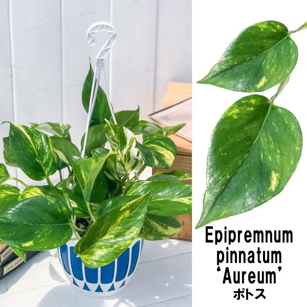 PLANCHU 観葉植物 ポトス ゴールデン 5号吊り鉢 育て方説明書付き Epipremnum aureum ‘Golden’ エピプレムナム アロイド
