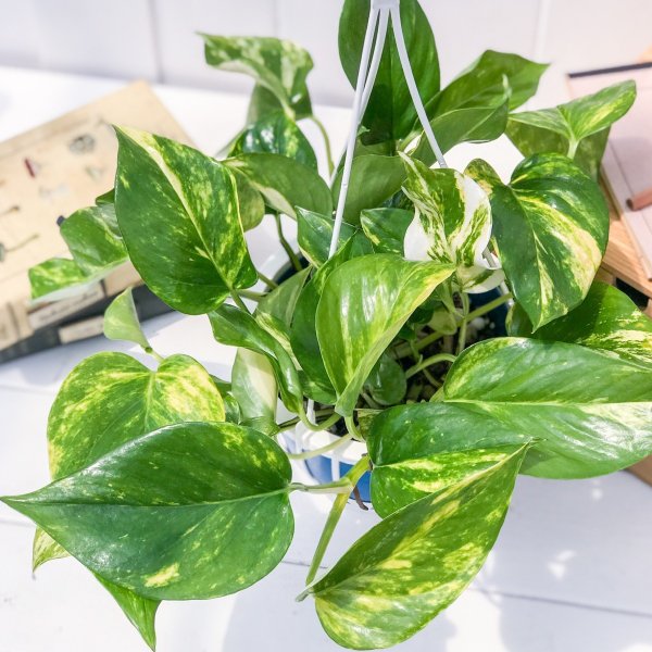 PLANCHU 観葉植物 ポトス ゴールデン 5号吊り鉢 育て方説明書付き Epipremnum aureum ‘Golden’ エピプレムナム アロイド