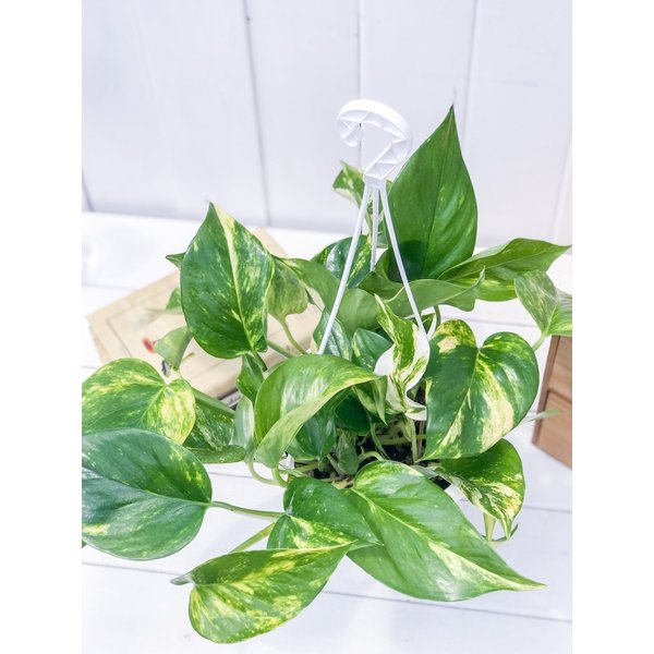 PLANCHU 観葉植物 ポトス ゴールデン 5号吊り鉢 育て方説明書付き Epipremnum aureum ‘Golden’ エピプレムナム アロイド