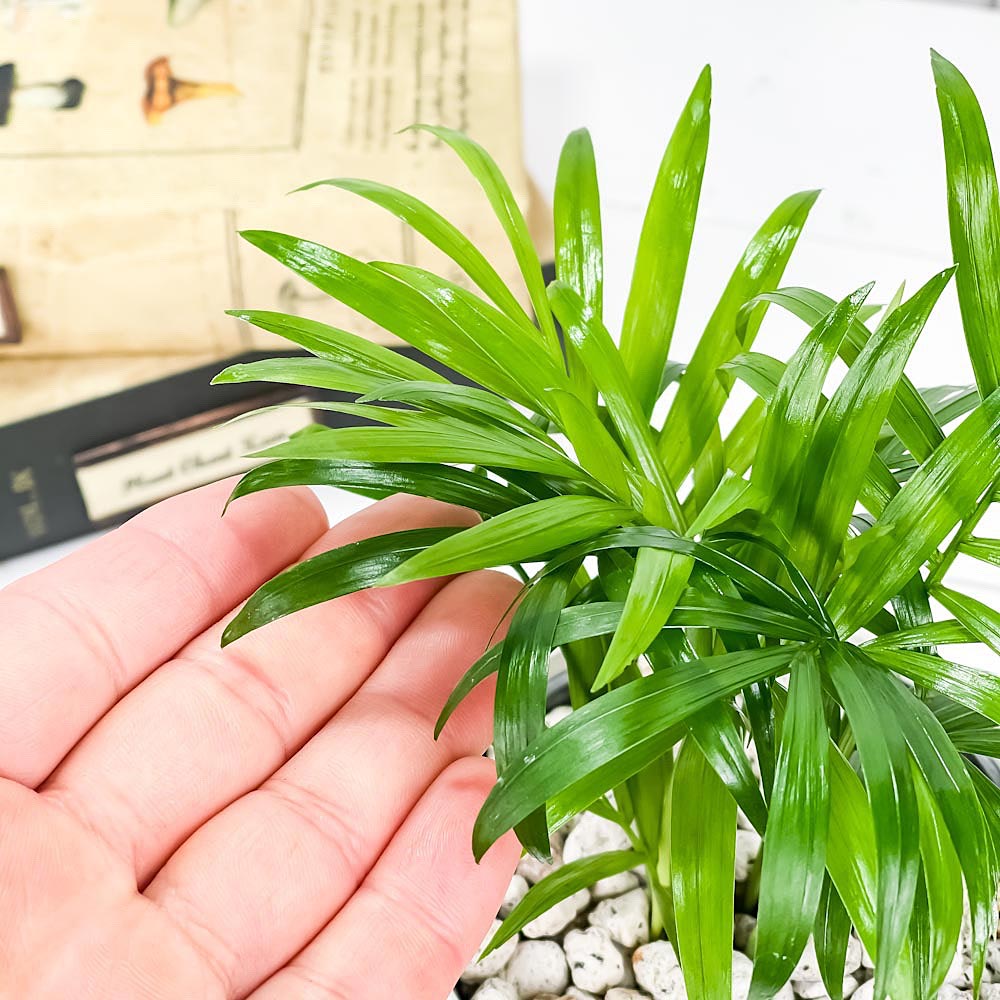 PLANCHU 観葉植物 チャメドレア エレガンス 3.5号鉢 受け皿付き 育て方説明書付き Chamaedorea elegans テーブルヤシ