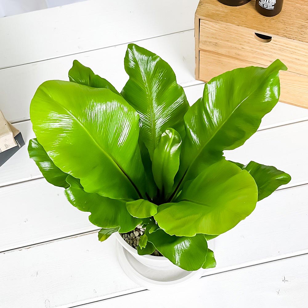 PLANCHU 観葉植物 アスプレニウム アビス 4号樹脂鉢 ホワイト サスティー付き 受け皿付き 育て方説明書付き Asplenium nidus ‘Avis’ シマオオタニワタリ シダ