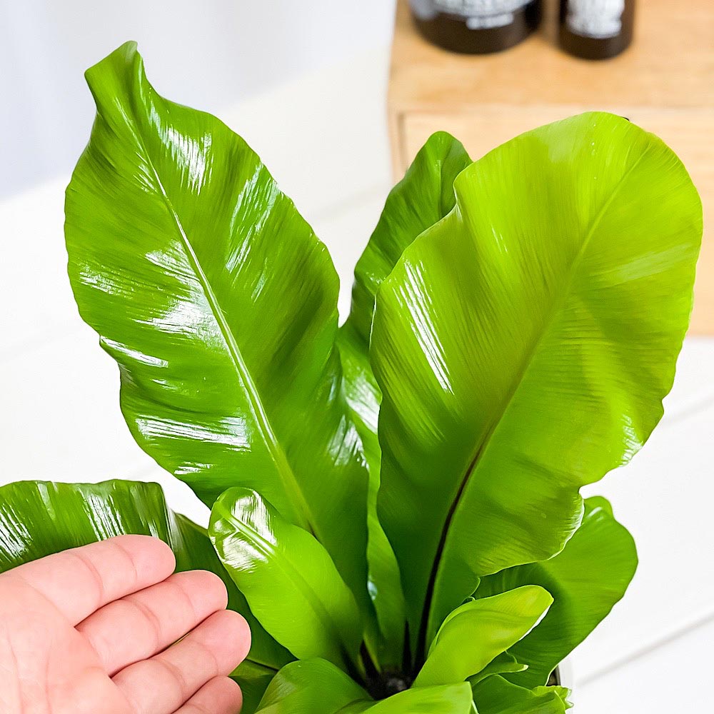 PLANCHU 観葉植物 アスプレニウム アビス 4号樹脂鉢 ホワイト サスティー付き 受け皿付き 育て方説明書付き Asplenium nidus ‘Avis’ シマオオタニワタリ シダ