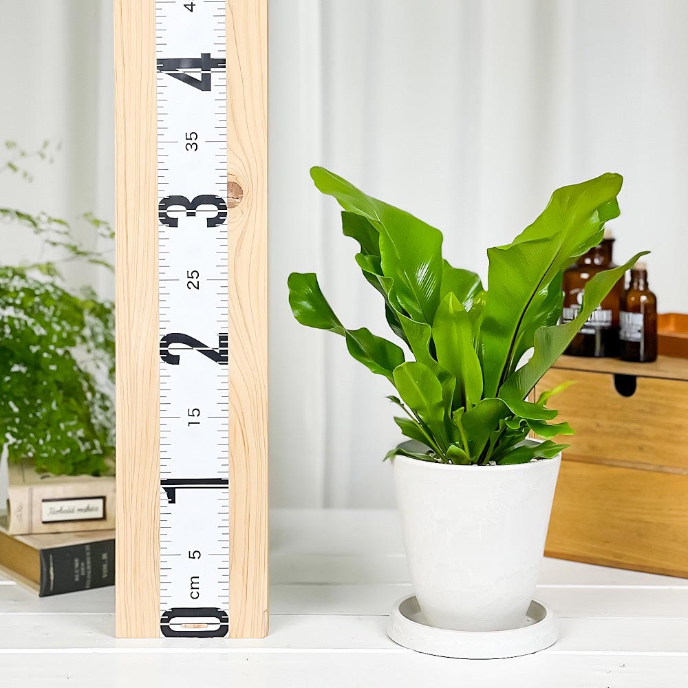 PLANCHU 観葉植物 アスプレニウム アビス 4号樹脂鉢 ホワイト サスティー付き 受け皿付き 育て方説明書付き Asplenium nidus ‘Avis’ シマオオタニワタリ シダ