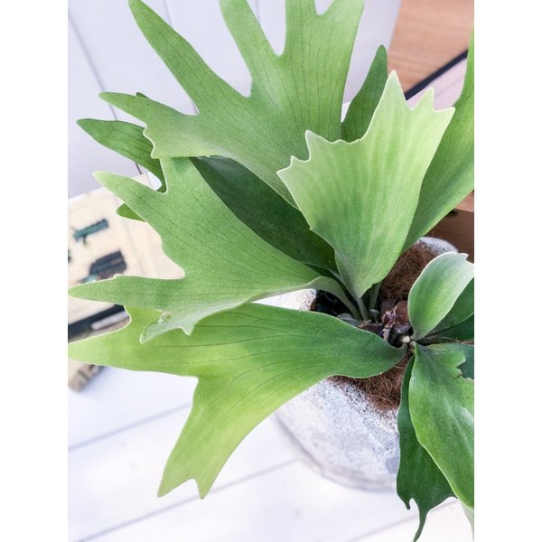 PLANCHU 観葉植物 プラティケリウム ビフルカツム 陶器鉢植え 受け皿付き 育て方説明書付き Platycerium bifurcatum ビカクシダ コウモリラン シダ植物