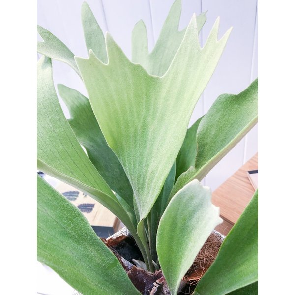 PLANCHU 観葉植物 プラティケリウム ビフルカツム 陶器鉢植え 受け皿付き 育て方説明書付き Platycerium bifurcatum ビカクシダ コウモリラン シダ植物