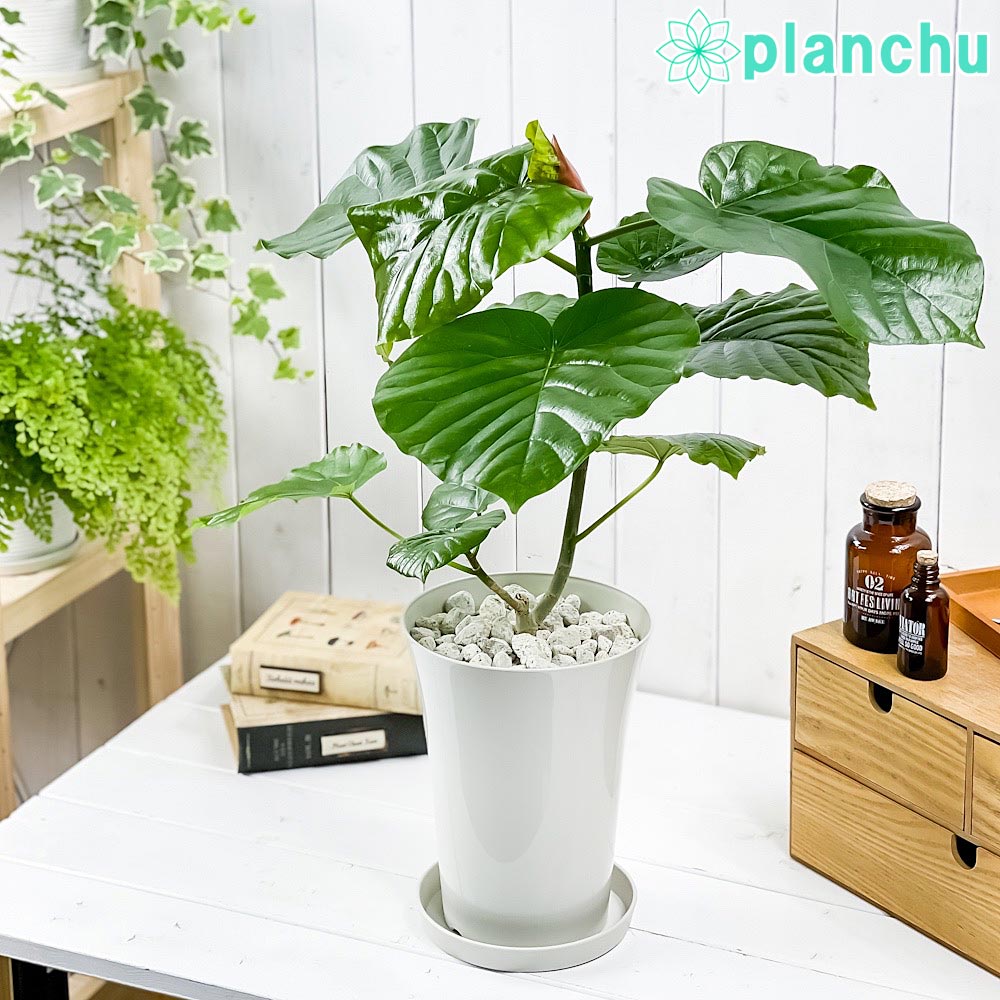 PLANCHU 観葉植物 フィカス ウンベラータ 6号鉢 受け皿付き 育て方説明書付き Ficus umbellata