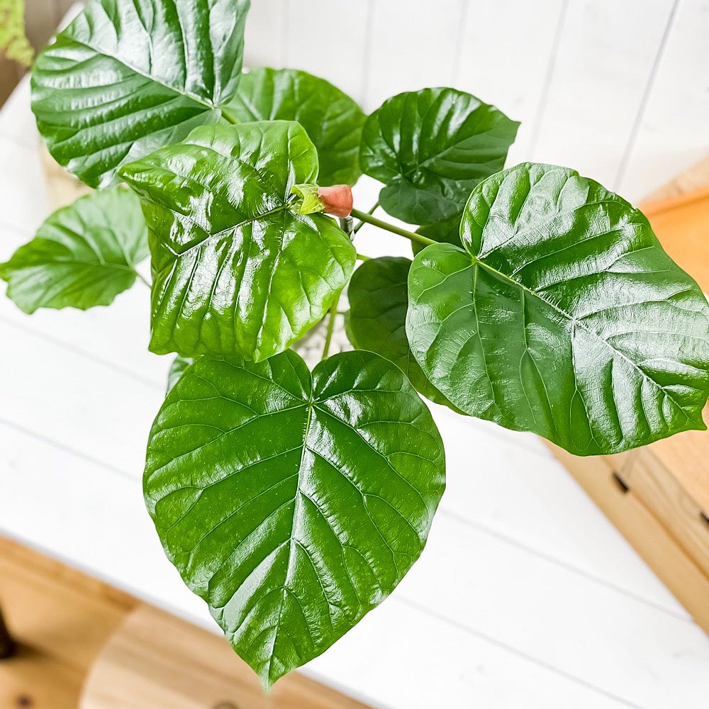 PLANCHU 観葉植物 フィカス ウンベラータ 6号鉢 受け皿付き 育て方説明書付き Ficus umbellata