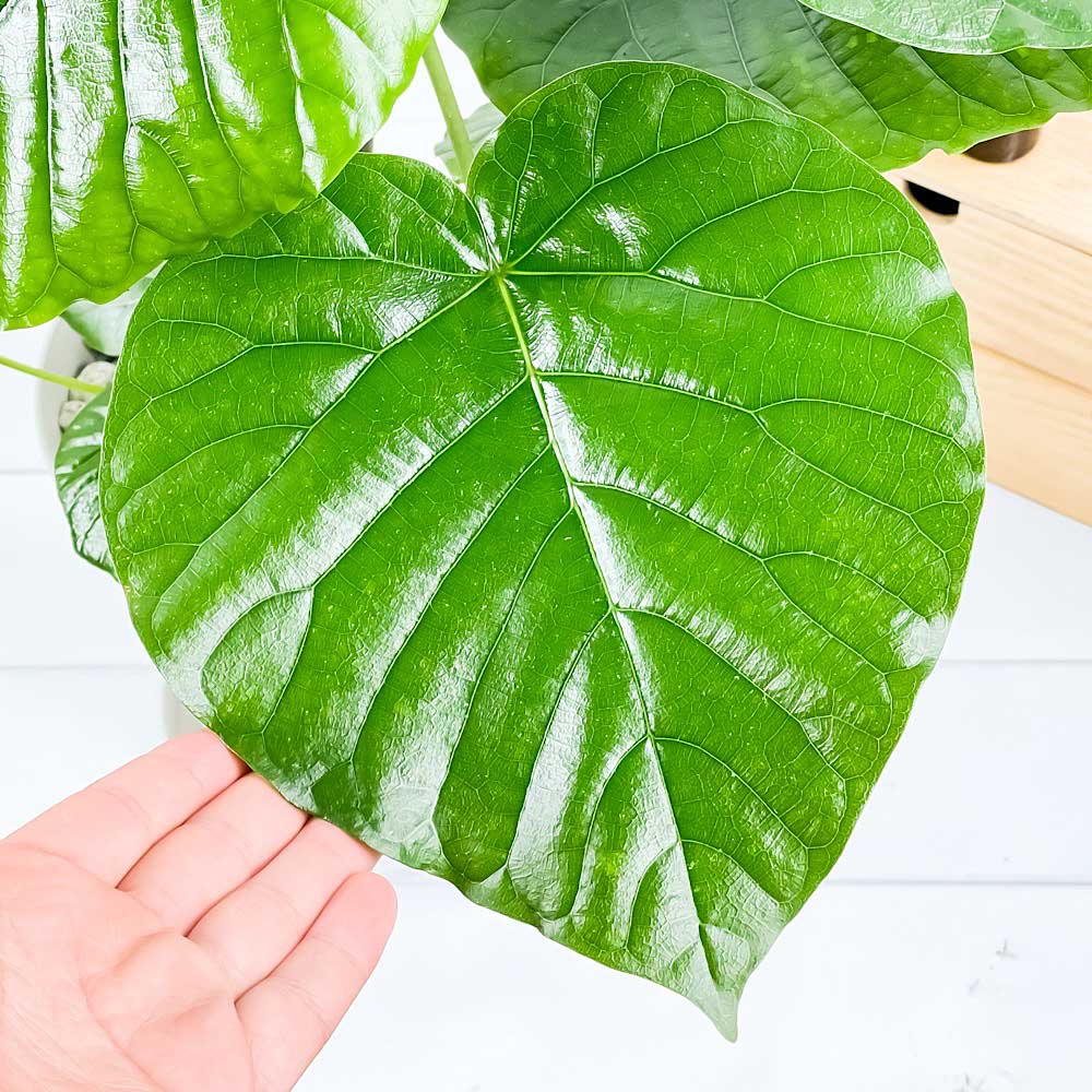 PLANCHU 観葉植物 フィカス ウンベラータ 6号鉢 受け皿付き 育て方説明書付き Ficus umbellata
