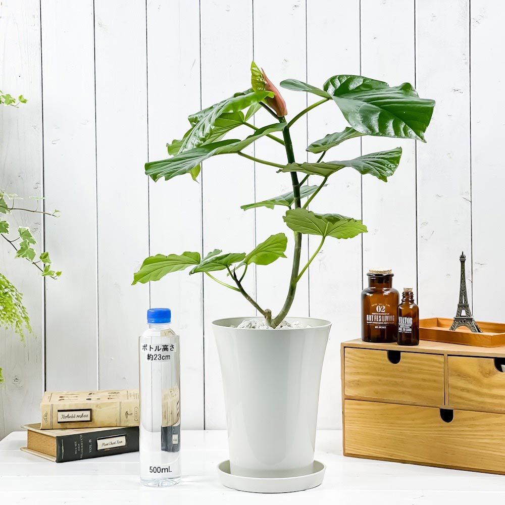 PLANCHU 観葉植物 フィカス ウンベラータ 6号鉢 受け皿付き 育て方説明書付き Ficus umbellata