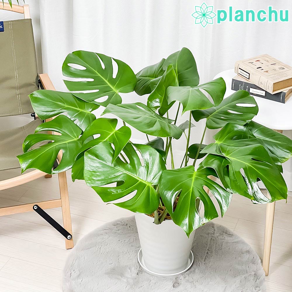 PLANCHU 観葉植物 モンステラ 7号鉢 受け皿付き 育て方説明書付き Monstera アロイド 大鉢 充実株
