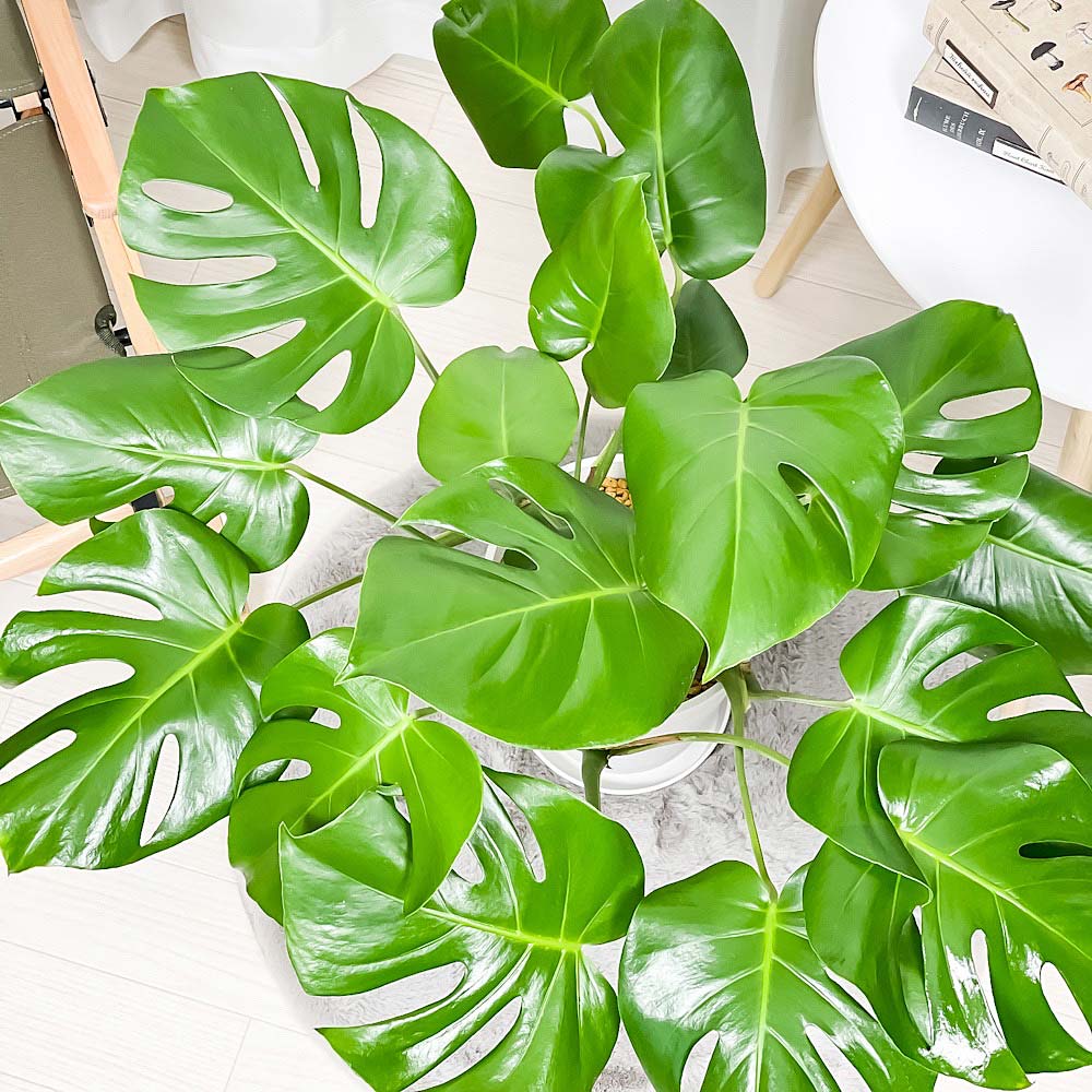PLANCHU 観葉植物 モンステラ 7号鉢 受け皿付き 育て方説明書付き Monstera アロイド 大鉢 充実株