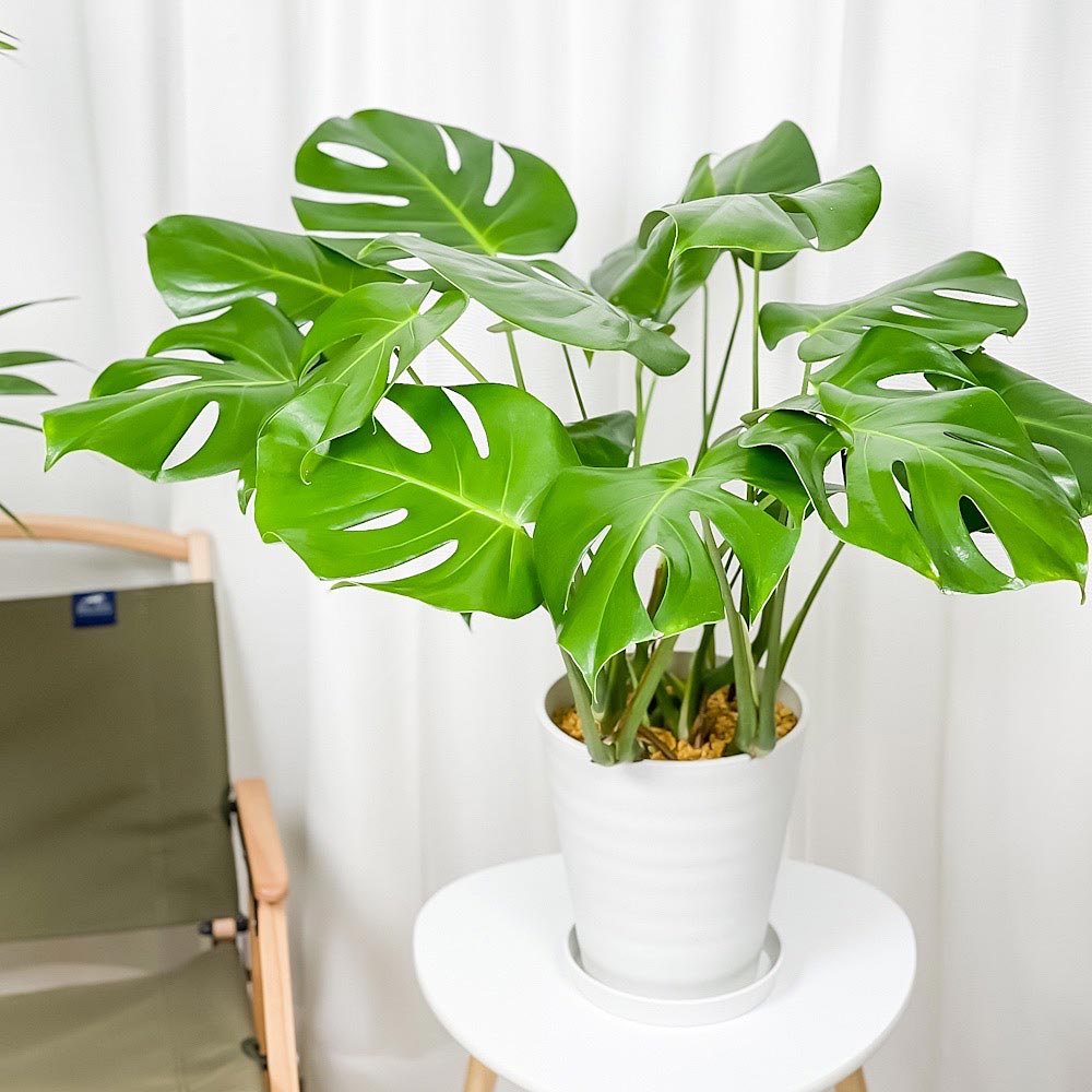 PLANCHU 観葉植物 モンステラ 7号鉢 受け皿付き 育て方説明書付き Monstera アロイド 大鉢 充実株