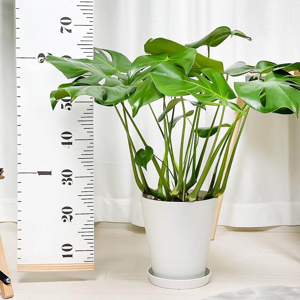PLANCHU 観葉植物 モンステラ 7号鉢 受け皿付き 育て方説明書付き Monstera アロイド 大鉢 充実株