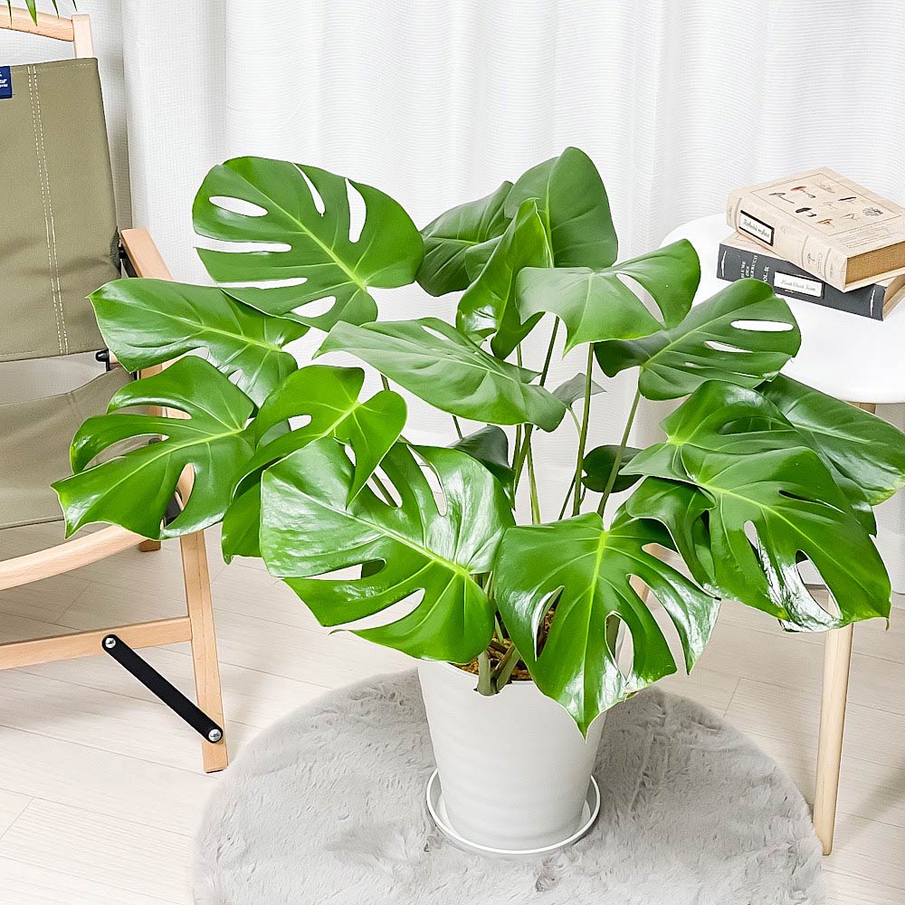 PLANCHU 観葉植物 モンステラ 7号鉢 受け皿付き 育て方説明書付き Monstera アロイド 大鉢 充実株