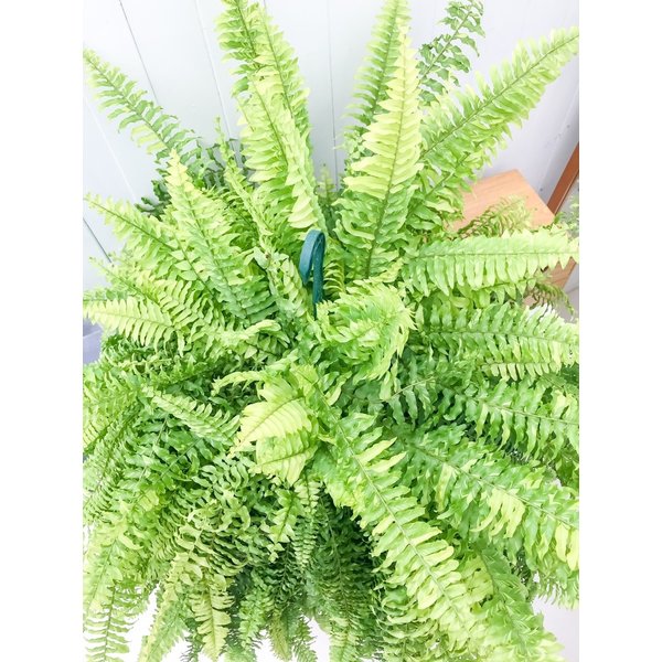 PLANCHU 観葉植物 ネフロレピス ハッピーマーブル 8号吊り鉢 育て方説明書付き Nephrolepis exaltata ‘Happy Marble’ ボストンファーン ボストンファン タイガー