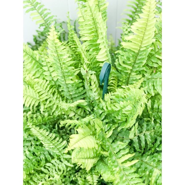 PLANCHU 観葉植物 ネフロレピス ハッピーマーブル 8号吊り鉢 育て方説明書付き Nephrolepis exaltata ‘Happy Marble’ ボストンファーン ボストンファン タイガー