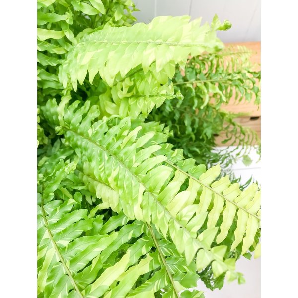 PLANCHU 観葉植物 ネフロレピス ハッピーマーブル 8号吊り鉢 育て方説明書付き Nephrolepis exaltata ‘Happy Marble’ ボストンファーン ボストンファン タイガー
