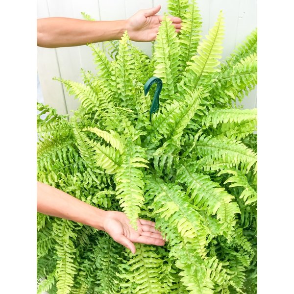 PLANCHU 観葉植物 ネフロレピス ハッピーマーブル 8号吊り鉢 育て方説明書付き Nephrolepis exaltata ‘Happy Marble’ ボストンファーン ボストンファン タイガー
