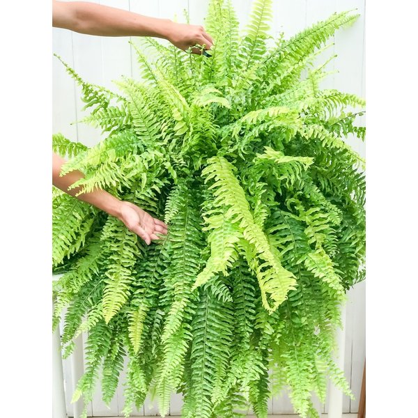 PLANCHU 観葉植物 ネフロレピス ハッピーマーブル 8号吊り鉢 育て方説明書付き Nephrolepis exaltata ‘Happy Marble’ ボストンファーン ボストンファン タイガー