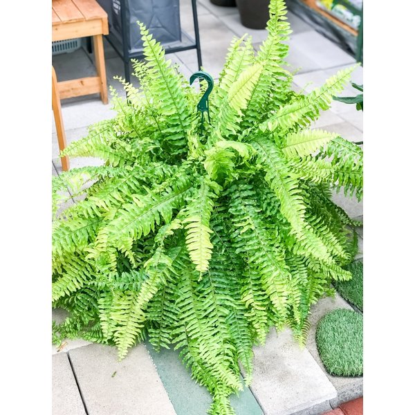 PLANCHU 観葉植物 ネフロレピス ハッピーマーブル 8号吊り鉢 育て方説明書付き Nephrolepis exaltata ‘Happy Marble’ ボストンファーン ボストンファン タイガー