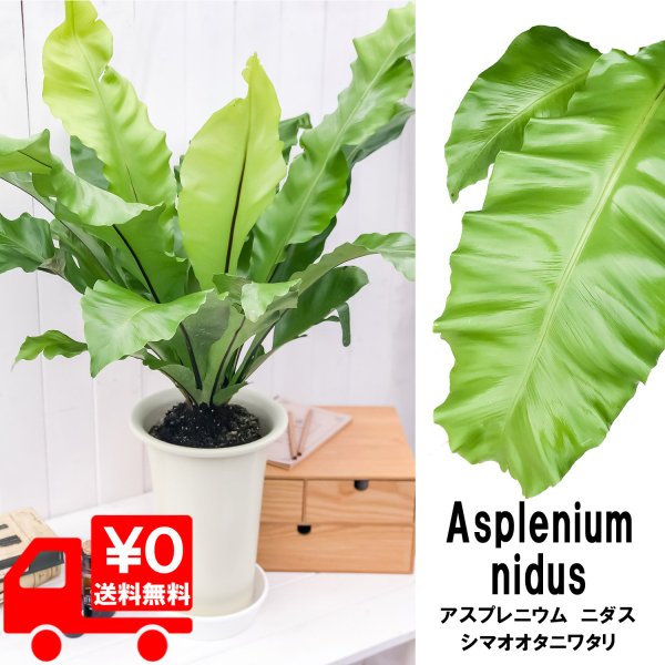 PLANCHU 観葉植物 アスプレニウム アビス 7号鉢 受け皿付き 育て方説明書付き Asplenium nidus ニドゥス ニダス シマオオタニワタリ シダ植物