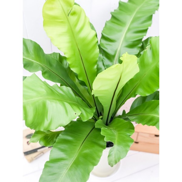 PLANCHU 観葉植物 アスプレニウム アビス 7号鉢 受け皿付き 育て方説明書付き Asplenium nidus ニドゥス ニダス シマオオタニワタリ シダ植物