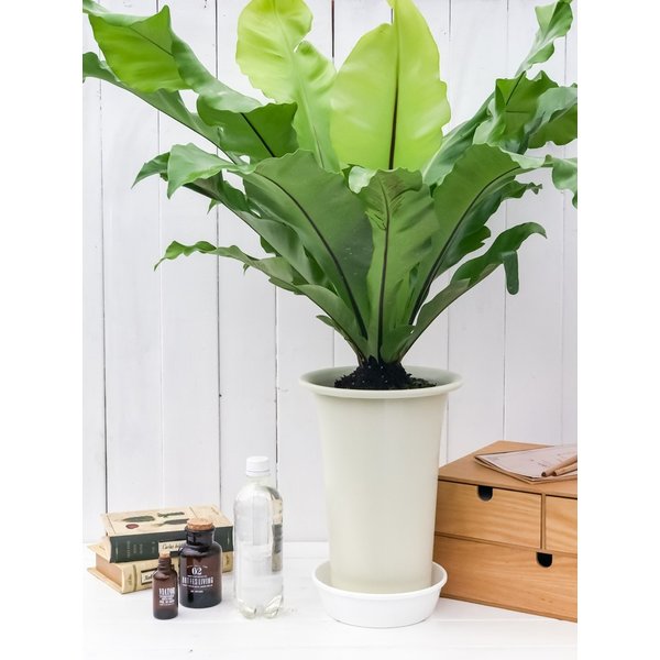 PLANCHU 観葉植物 アスプレニウム アビス 7号鉢 受け皿付き 育て方説明書付き Asplenium nidus ニドゥス ニダス シマオオタニワタリ シダ植物