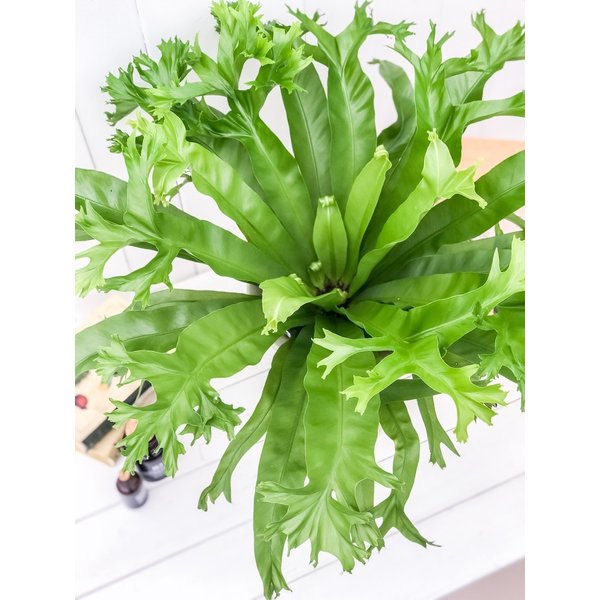PLANCHU 観葉植物 アスプレニウム クリーシー 6号鉢 受け皿付き 育て方説明書付き Asplenium ‘Crissie’ シダ