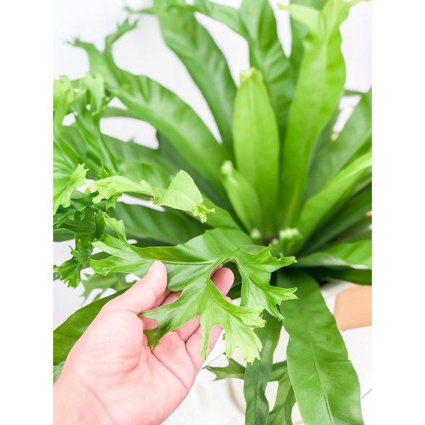PLANCHU 観葉植物 アスプレニウム クリーシー 6号鉢 受け皿付き 育て方説明書付き Asplenium ‘Crissie’ シダ